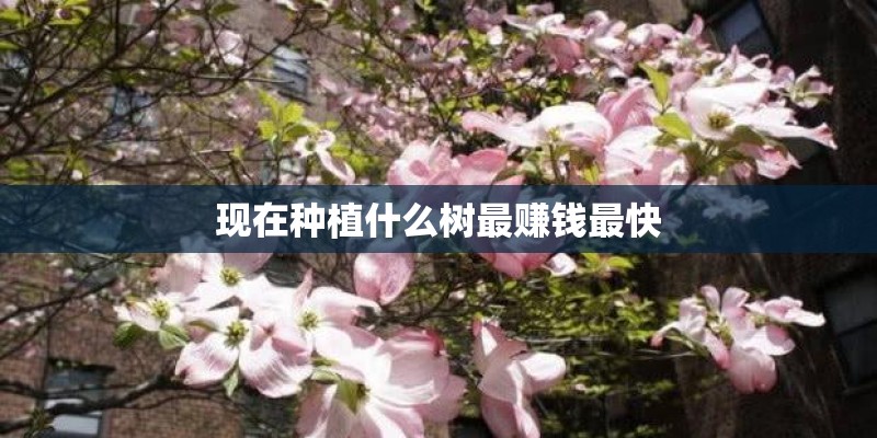 现在种植什么树最赚钱最快