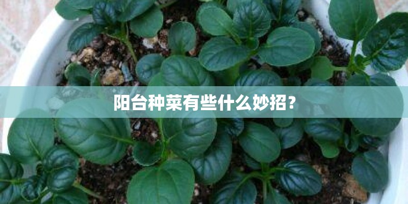 阳台种菜有些什么妙招？