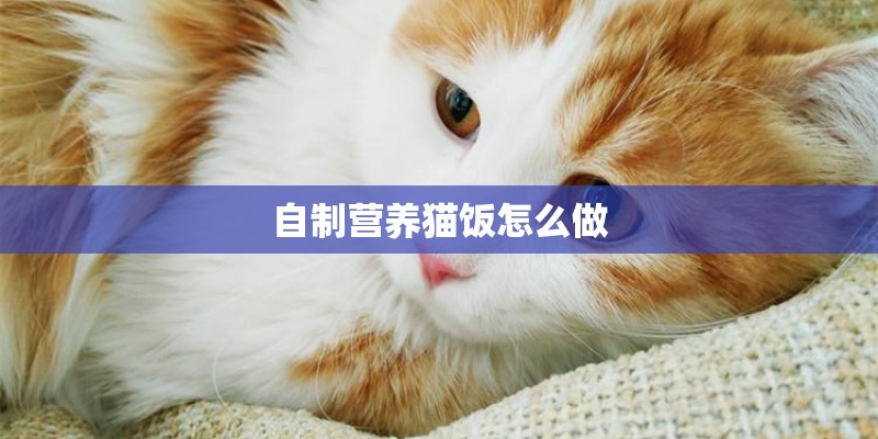 自制营养猫饭怎么做