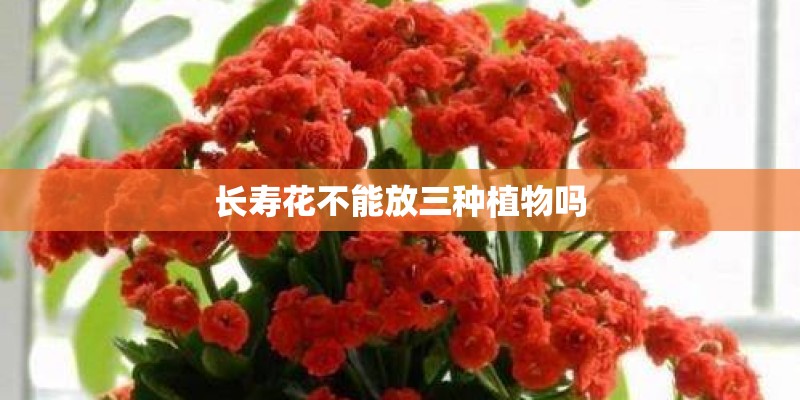 长寿花不能放三种植物吗