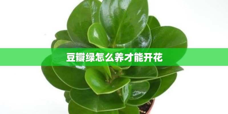 豆瓣绿怎么养才能开花
