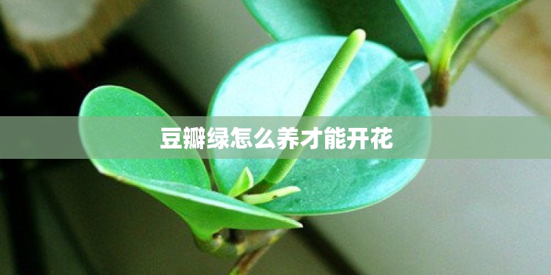 豆瓣绿怎么养才能开花