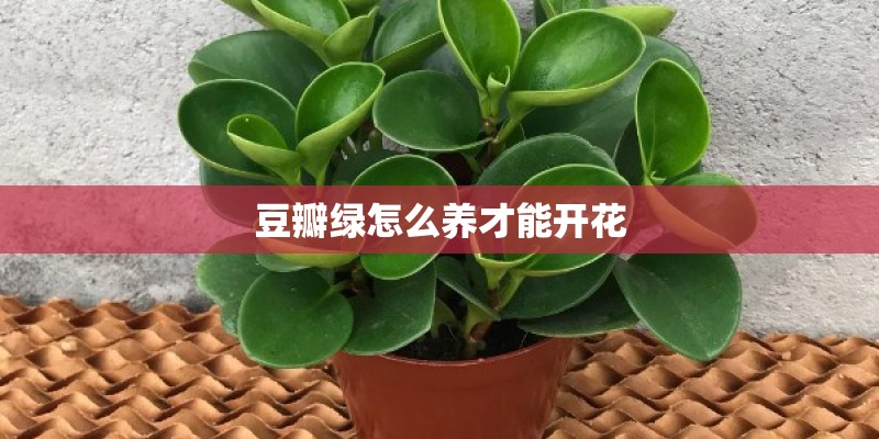 豆瓣绿怎么养才能开花