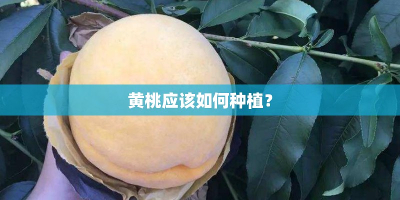 黄桃应该如何种植？