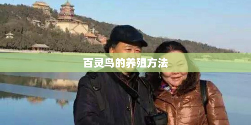 百灵鸟的养殖方法