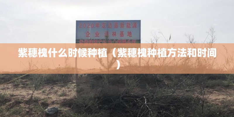 紫穗槐什么时候种植（紫穗槐种植方法和时间）