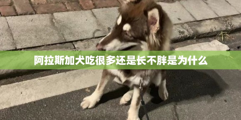 阿拉斯加犬吃很多还是长不胖是为什么