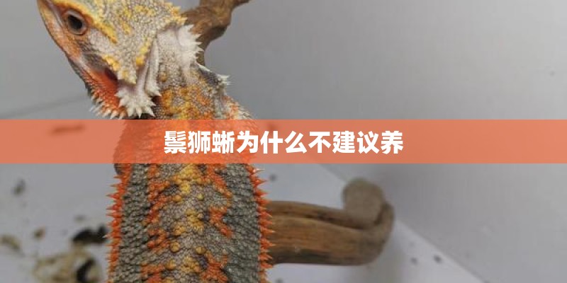 鬃狮蜥为什么不建议养