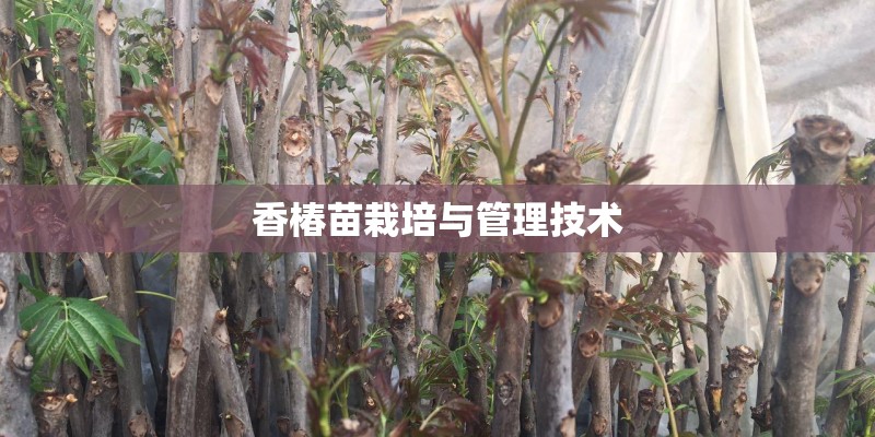 香椿苗栽培与管理技术