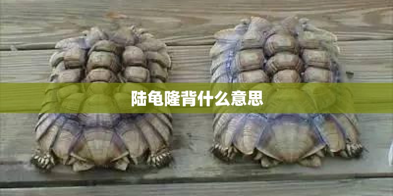 陆龟隆背什么意思