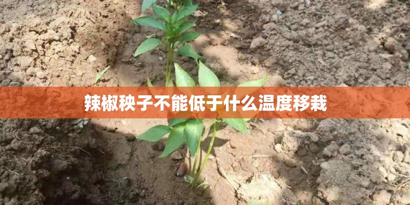 辣椒秧子不能低于什么温度移栽