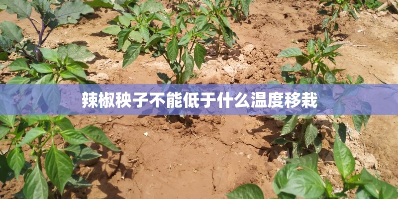辣椒秧子不能低于什么温度移栽