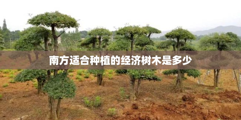 南方适合种植的经济树木是多少