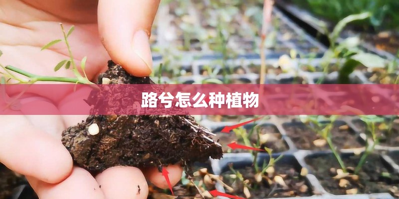路兮怎么种植物