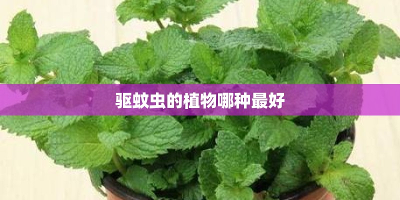驱蚊虫的植物哪种最好