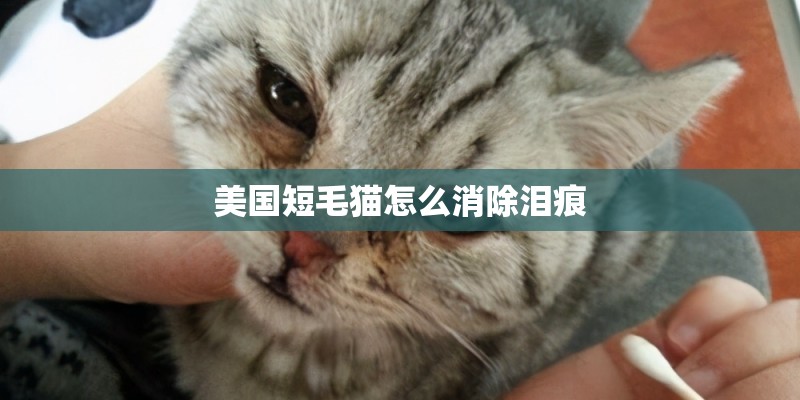 美国短毛猫怎么消除泪痕