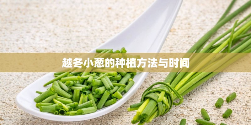 越冬小葱的种植方法与时间