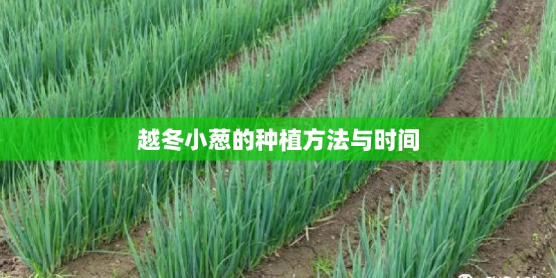 越冬小葱的种植方法与时间