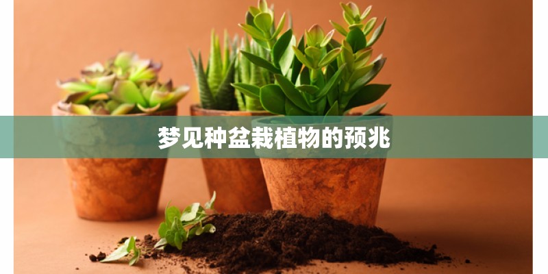 梦见种盆栽植物的预兆
