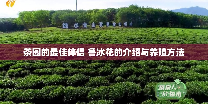 茶园的最佳伴侣 鲁冰花的介绍与养殖方法
