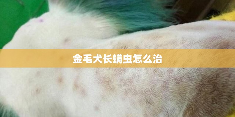 金毛犬长螨虫怎么治