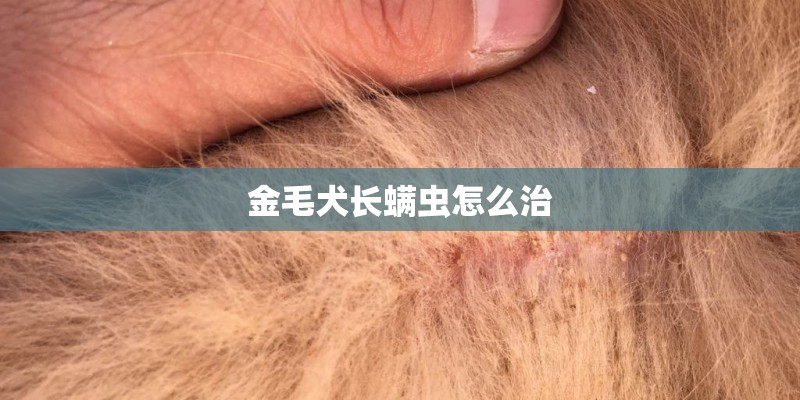 金毛犬长螨虫怎么治