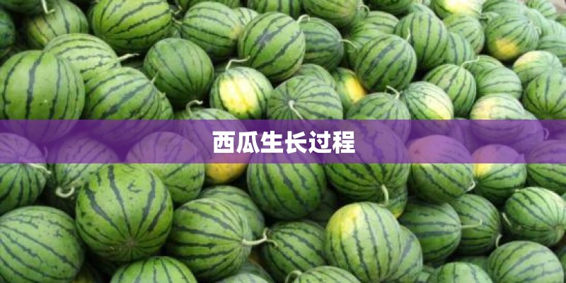 西瓜生长过程