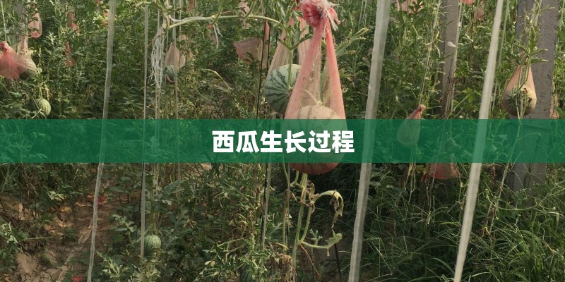 西瓜生长过程