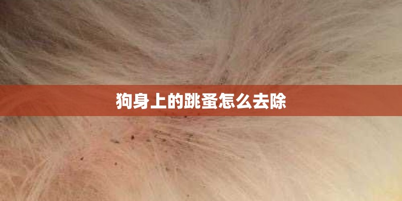 狗身上的跳蚤怎么去除