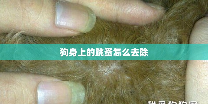 狗身上的跳蚤怎么去除
