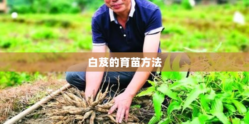 白芨的育苗方法