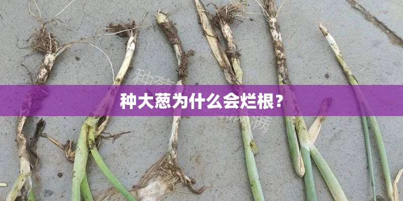 种大葱为什么会烂根？