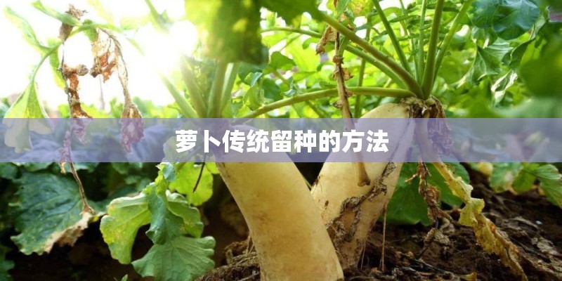 萝卜传统留种的方法