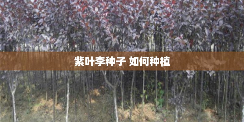 紫叶李种子 如何种植