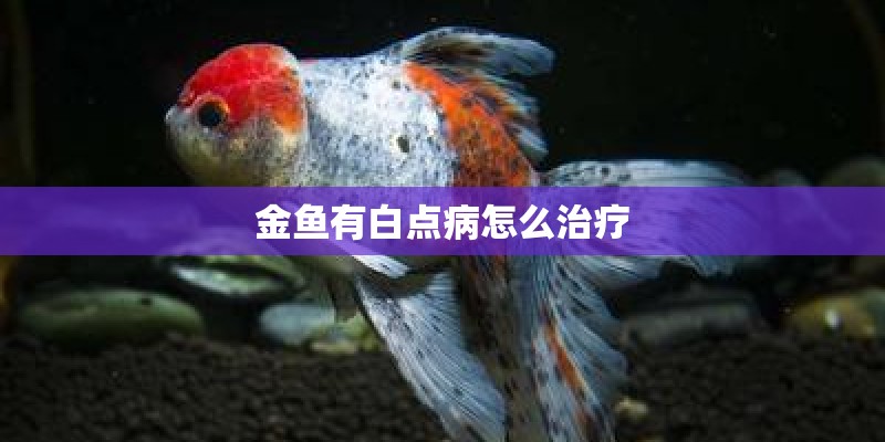 金鱼有白点病怎么治疗