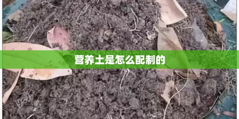 营养土是怎么配制的