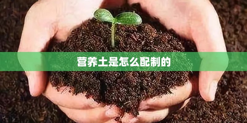 营养土是怎么配制的
