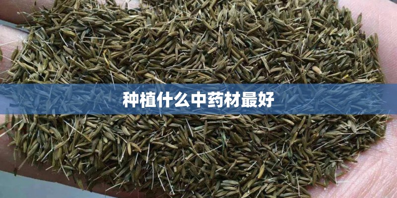 种植什么中药材最好