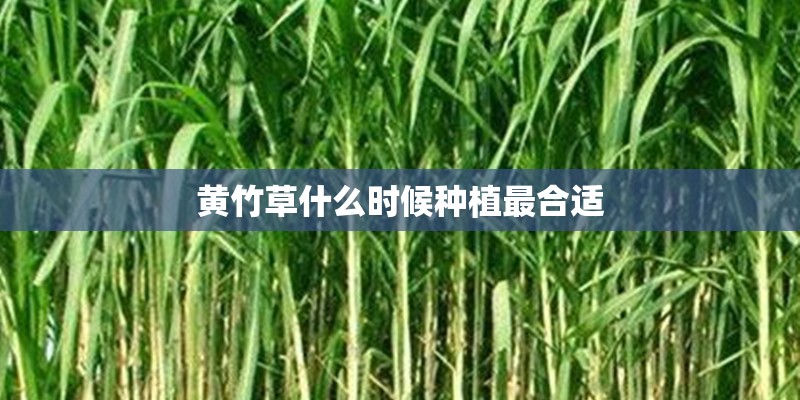 黄竹草什么时候种植最合适