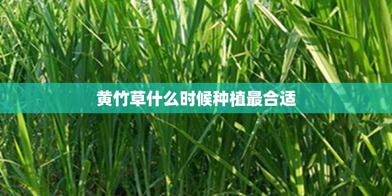 黄竹草什么时候种植最合适