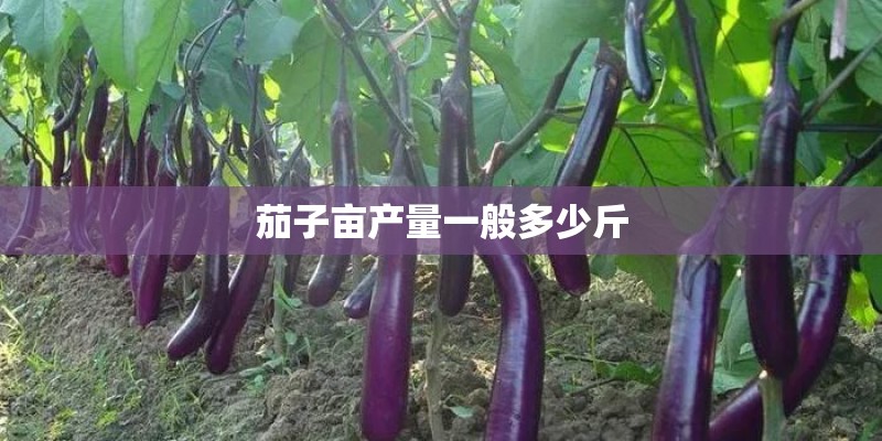 茄子亩产量一般多少斤