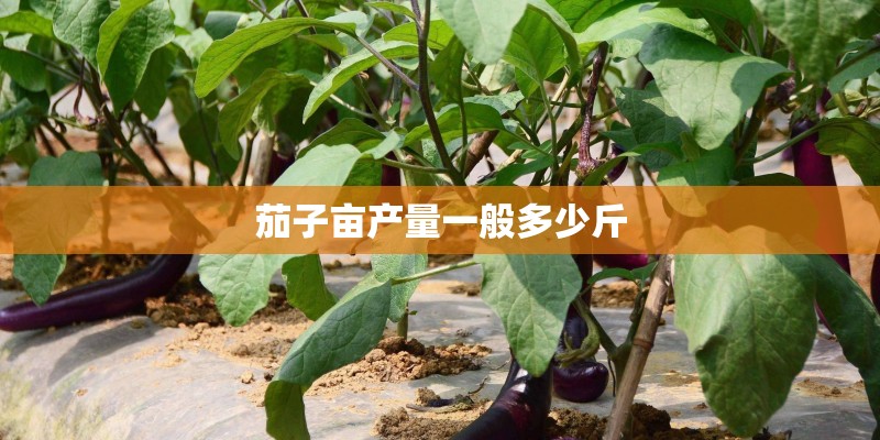 茄子亩产量一般多少斤