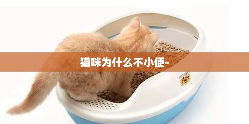 猫咪为什么不小便-