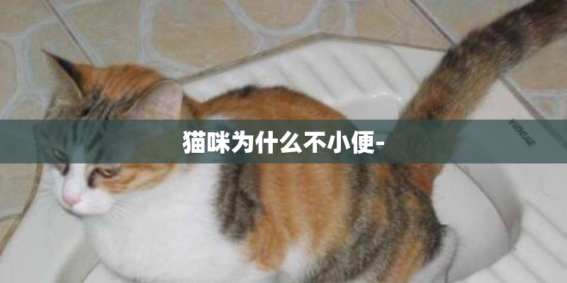 猫咪为什么不小便-