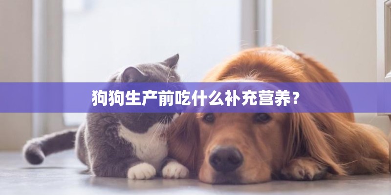 狗狗生产前吃什么补充营养？