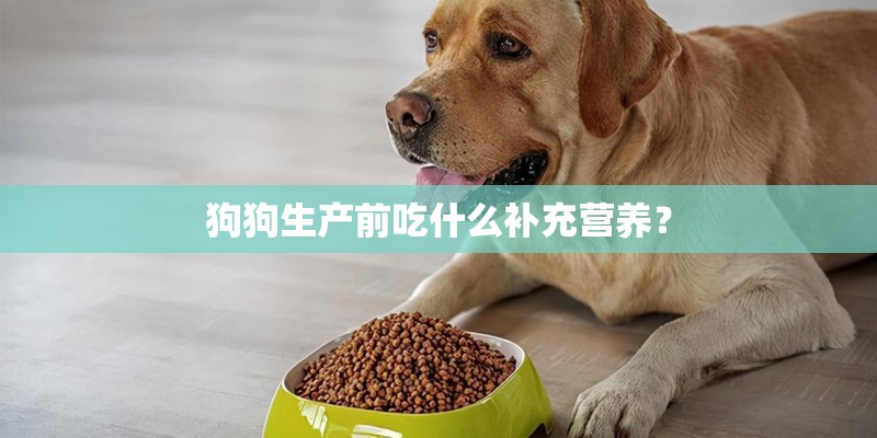 狗狗生产前吃什么补充营养？