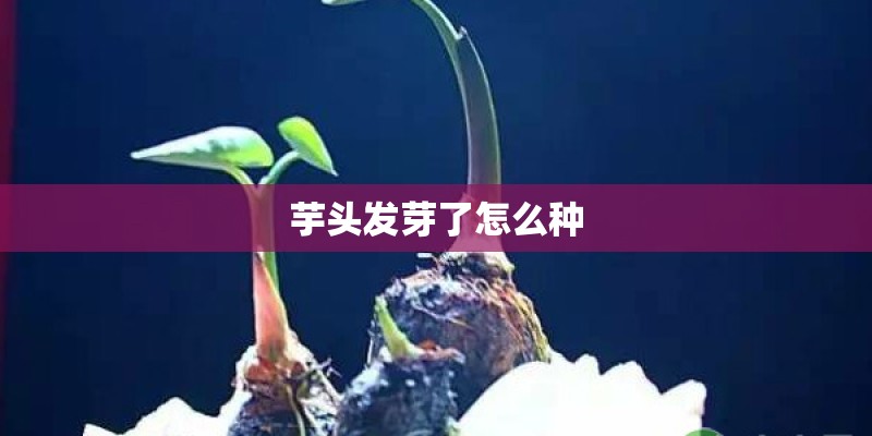 芋头发芽了怎么种