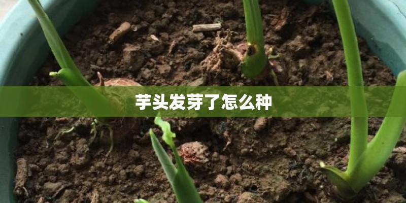 芋头发芽了怎么种