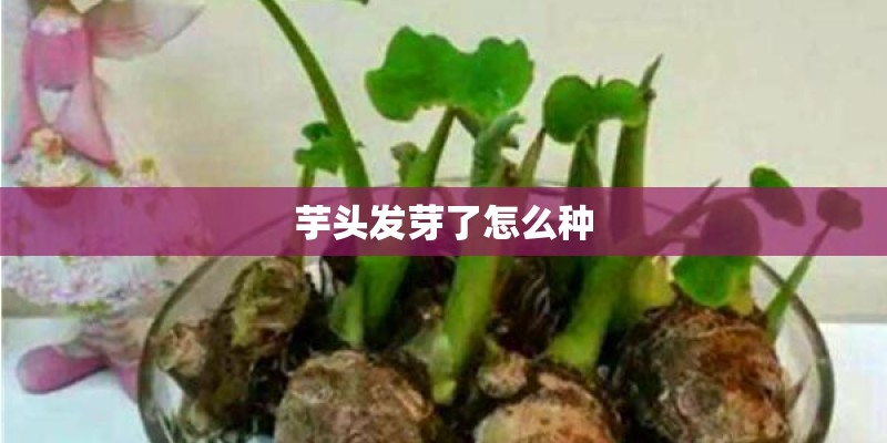 芋头发芽了怎么种