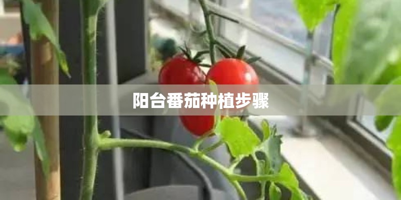 阳台番茄种植步骤